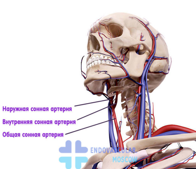 Сонная артерия на шее где находится фото с какой стороны